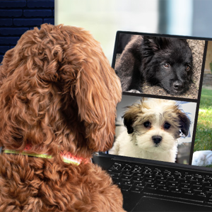 Entirelypets Official Photo